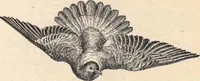 An illustration from Animal locomotion, or Walking, swimming, and flying, with a dissertation on aëronautics (1874)