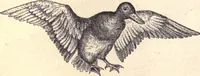 An illustration from Animal locomotion, or Walking, swimming, and flying, with a dissertation on aëronautics (1874)