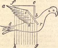 Picture 71 of 80 from Animal locomotion, or Walking, swimming, and flying, with a dissertation on aëronautics (1874), leaf 247