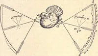 An illustration from Animal locomotion, or Walking, swimming, and flying, with a dissertation on aëronautics (1874)