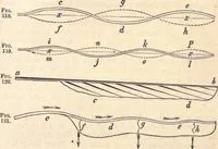 An illustration from Animal locomotion, or Walking, swimming, and flying, with a dissertation on aëronautics (1874)