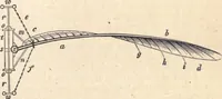 Picture 76 of 80 from Animal locomotion, or Walking, swimming, and flying, with a dissertation on aëronautics (1874), leaf 266