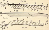 An illustration from Animal locomotion, or Walking, swimming, and flying, with a dissertation on aëronautics (1874)
