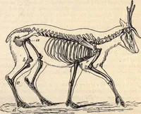An illustration from Animal locomotion, or Walking, swimming, and flying, with a dissertation on aëronautics (1874)