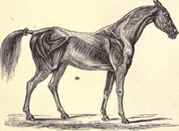 An illustration from Animal locomotion, or Walking, swimming, and flying, with a dissertation on aëronautics (1874)