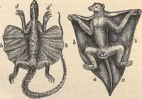 An illustration from Animal locomotion, or Walking, swimming, and flying, with a dissertation on aëronautics (1874)