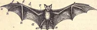 An illustration from Animal locomotion, or Walking, swimming, and flying, with a dissertation on aëronautics (1874)