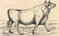 An illustration from Animal locomotion, or Walking, swimming, and flying, with a dissertation on aëronautics (1874)