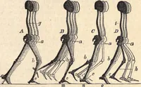 Picture 17 of 80 from Animal locomotion, or Walking, swimming, and flying, with a dissertation on aëronautics (1874), leaf 84