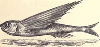 Picture 2 of 80 from Animal locomotion, or Walking, swimming, and flying, with a dissertation on aëronautics (1874), leaf 9