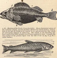 An illustration from Animal locomotion, or Walking, swimming, and flying, with a dissertation on aëronautics (1874)