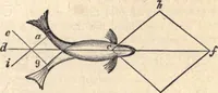 An illustration from Animal locomotion, or Walking, swimming, and flying, with a dissertation on aëronautics (1874)