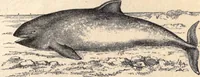 An illustration from Animal locomotion, or Walking, swimming, and flying, with a dissertation on aëronautics (1874)
