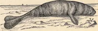 An illustration from Animal locomotion, or Walking, swimming, and flying, with a dissertation on aëronautics (1874)