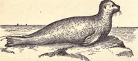 An illustration from Animal locomotion, or Walking, swimming, and flying, with a dissertation on aëronautics (1874)