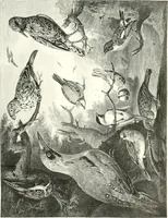 An illustration from Animal painters of England from the year 1650 : a brief history of their lives and works: illustrated with--specimens of their paintngs (1900)