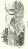 Picture 23 of 29 from Animal painters of England from the year 1650 : a brief history of their lives and works: illustrated with--specimens of their paintngs (1900), leaf 209