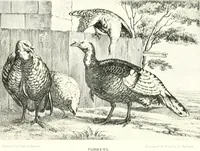 An illustration from Animal painters of England from the year 1650 : a brief history of their lives and works: illustrated with--specimens of their paintngs (1900)
