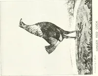 Picture 9 of 29 from Animal painters of England from the year 1650 : a brief history of their lives and works: illustrated with--specimens of their paintngs (1900), leaf 94