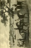 An illustration from Animal painters of England from the year 1650 : a brief history of their lives and works: illustrated with--specimens of their painting (1900)