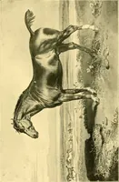 An illustration from Animal painters of England from the year 1650 : a brief history of their lives and works: illustrated with--specimens of their painting (1900)