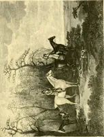 An illustration from Animal painters of England from the year 1650 : a brief history of their lives and works: illustrated with--specimens of their painting (1900)