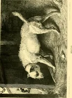 An illustration from Animal painters of England from the year 1650 : a brief history of their lives and works: illustrated with--specimens of their painting (1900)