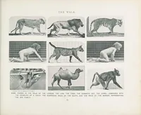 An illustration from Animals in motion : an electro-photographic investigation of consecutive phases of animal progressive movements (1902)