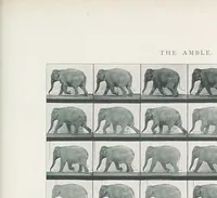 Picture 2 of 4 from Animals in motion : an electro-photographic investigation of consecutive phases of animal progressive movements (1902), leaf 119