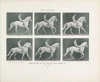 Picture 3 of 4 from Animals in motion : an electro-photographic investigation of consecutive phases of animal progressive movements (1902), leaf 171