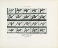 Picture 4 of 4 from Animals in motion : an electro-photographic investigation of consecutive phases of animal progressive movements (1902), leaf 207