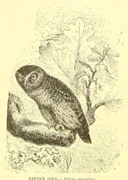 Picture 5 of 15 from Animate creation : popular edition of "Our living world" : a natural history (1898), leaf 116