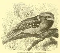 Picture 6 of 15 from Animate creation : popular edition of "Our living world" : a natural history (1898), leaf 136