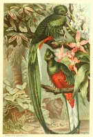 Picture 7 of 15 from Animate creation : popular edition of "Our living world" : a natural history (1898), leaf 173