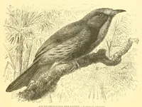 Picture 8 of 15 from Animate creation : popular edition of "Our living world" : a natural history (1898), leaf 193