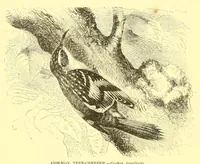 Picture 10 of 15 from Animate creation : popular edition of "Our living world" : a natural history (1898), leaf 244