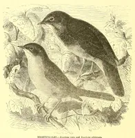 Picture 11 of 15 from Animate creation : popular edition of "Our living world" : a natural history (1898), leaf 270
