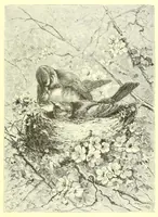 An illustration from Animate creation : popular edition of "Our living world" : a natural history (1898)