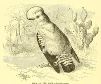 Picture 13 of 15 from Animate creation : popular edition of "Our living world" : a natural history (1898), leaf 344