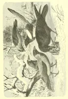 An illustration from Animate creation : popular edition of "Our living world" : a natural history (1898)