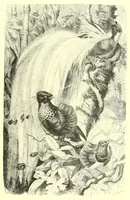 Picture 15 of 15 from Animate creation : popular edition of "Our living world" : a natural history (1898), leaf 403
