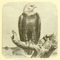 An illustration from Animate creation : popular edition of "Our living world" : a natural history (1898)