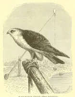 Picture 3 of 15 from Animate creation : popular edition of "Our living world" : a natural history (1898), leaf 79