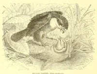 Picture 4 of 15 from Animate creation : popular edition of "Our living world" : a natural history (1898), leaf 98