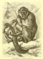 An illustration from Animate creation : popular edition of "Our living world" : a natural history (1898)