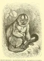 An illustration from Animate creation : popular edition of "Our living world" : a natural history (1898)
