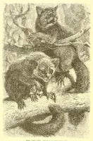 An illustration from Animate creation : popular edition of "Our living world" : a natural history (1898)