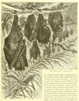 An illustration from Animate creation : popular edition of "Our living world" : a natural history (1898)