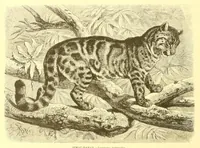 An illustration from Animate creation : popular edition of "Our living world" : a natural history (1898)