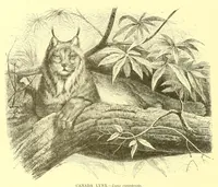 An illustration from Animate creation : popular edition of "Our living world" : a natural history (1898)